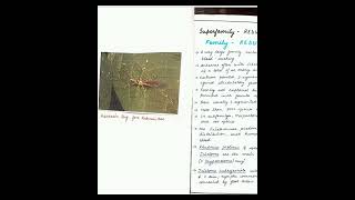 order Hemiptera suborder Heteroptera  assignment  collega notes [upl. by Jarlathus]