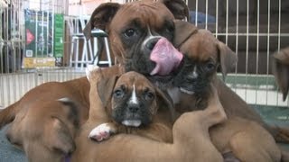 Cute 6 Week Old Boxer Puppies Playing [upl. by Colton]