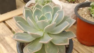 Echeveria elegans propagation [upl. by Einnek]