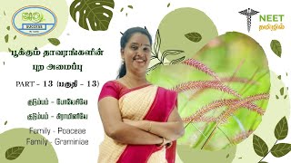 Morphology of Flowering plants  Part 13  Family  Poaceae  Graminiae  NEET Tamil  NEET Biology [upl. by Bekah]