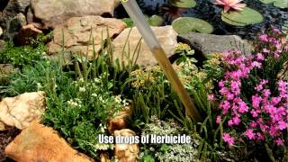 Weed Wand Magic  How to apply herbicide and get rid of weeds [upl. by Animar]