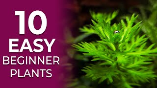 10 EASY Aquarium Plants for Beginners NO CO2 Required [upl. by Kciwdahc]