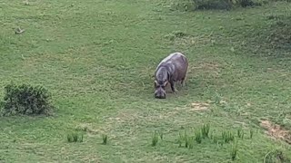 Latest sighting of Hippo crocodile and monitor lizard [upl. by Esorbma835]