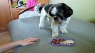 Tresura Shihtzu  Dog training Shihtzu Part1 [upl. by Enyawud756]