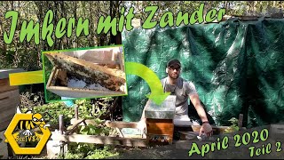 April 2020  Schwaches Bienenvolk mit Bienenmasse verstärken  Imkern mit Zander [upl. by Giwdul]