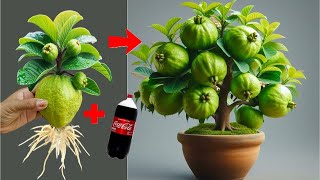 The latest super special GUAVA PROPAGATION TECHNIQUE using coca helps the tree grow quickly [upl. by Tyre7]