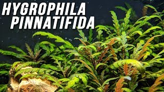 Species Spotlight  Hygrophila pinnatifida [upl. by Inad]