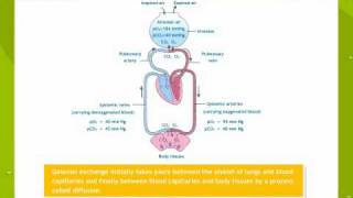 Breathing and exchanges of gases [upl. by Aiderfla986]