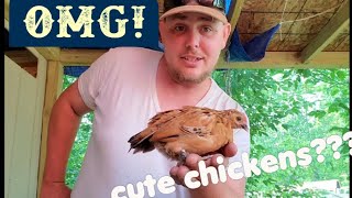 Are Mille Fluer dUccles for you Cute bantam chickens [upl. by Nediarb]