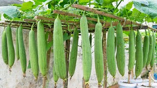 How to grow sponge gourd from seeds for many fruits Follow my method [upl. by Eihctir]