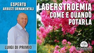 Potatura lagerstroemia ecco come e quando farla [upl. by Zigmund]