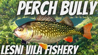 Fishing Planet  MONSTER PERCH BULLY  How To Catch Lesni Vila Fishery Monster [upl. by Atiuqat158]