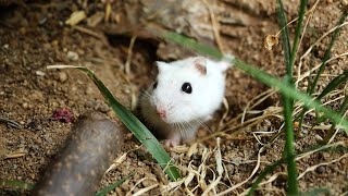 1 YEAR Hamster in wild natural only soil TERRARIUM cage [upl. by Gemina]