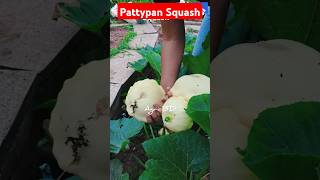 Pattypan Squash agriculture farming agro vegetable vegetables squash pattypan pattypansquash [upl. by Bora81]