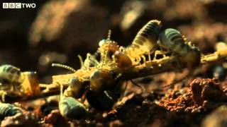 The Giant Anteater and the Termites  Secrets of our Living Planet  Episode 2  BBC Two [upl. by Maggy]