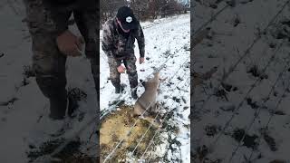 Poor deer 😭 🙏 deer viral help [upl. by Aisenet]