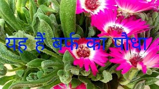 HOW TO CARE Mesembryanthemum BURF PLANT MY OTHER VIDEOS STRAWBERRY FARMING VIDEO 👉httpsy [upl. by Nicolais]