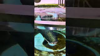 Deep feelings One mouthful Arapaima Fantastic animals on TikTok Mr Li who loves to raise fish F [upl. by Aneloaup965]