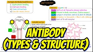 Types of Antibodies  Antibody Structure Chapter 35 part 5 Guyton and Hall Physiology [upl. by Japheth]