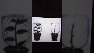 Transpiration Experiment Tamil [upl. by Atiken]