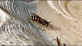 Wasps Drink From Birdbath [upl. by Nylirac]