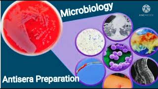 Antisera preparation part 1Microbiology exams mcqs [upl. by Eiffub]