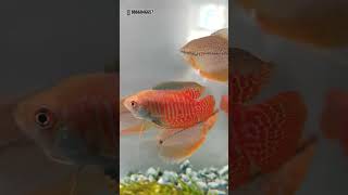 Tank Setup for Gourami Fish  Types of Gourami Fish  Dwarf gourami  Pearl gourami  aquariumfish [upl. by Ennylyak]