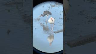 American White Ibises Eudocimus albus foraging at a marsh at Myrtle Beach South Carolina birds [upl. by Grados233]