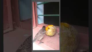 Eating papaya🥝shortvideo birds viralvideo [upl. by Phail]