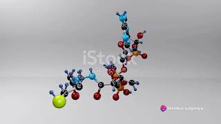 Fatty Acid synthesis [upl. by Auberta]