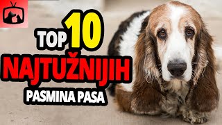 🐕 Najtužniji Psi  TOP 10 Pasmina Pasa S Najtužnijim Očima Na Svijetu [upl. by Riley]