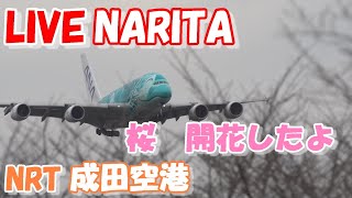 🔴LIVE at NARITA International Airport Plane Spotting 20240401 成田空港ライブカメラ 成田空港 NRTRJAA [upl. by Retxab985]