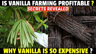 Vanilla Farming  Vanilla Cultivation  Why Vanilla Is So Expensive [upl. by Cari]