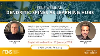 FENS Webinar on Dendritic Spines as learning hubs [upl. by Ybsorc664]