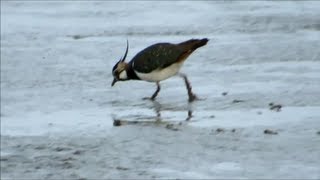 Kiebitz  Vanellus Vanellus  Lapwing  Peewit  Vogel Bird Vogelbeobachtung Birding [upl. by Ethel936]