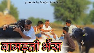 बामड़ती भैंस  Magha Ram Odint Comedy  Rajasthani Comedy Bhanu Ki Comedy Bamadti Bhains [upl. by Ress787]