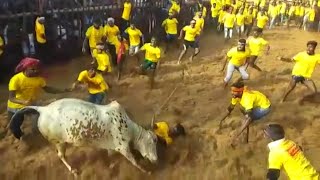 Jallikattu kickstarts in Tamil Nadu with stricter norms [upl. by Llywellyn]