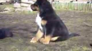 Tibetan mastiffs quotPuppyplayquot [upl. by Nikki363]