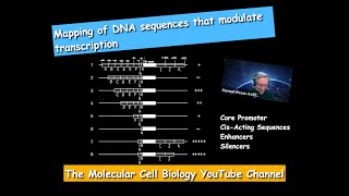 Mapping of DNA Sequences modulating transcription [upl. by Eldrid191]