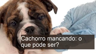 Cachorro MANCANDO 4 causas e o que fazer [upl. by Taddeo]