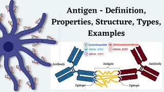 Immunology Lecture Antigens  Definition Properties Structure amp RealWorld Examples Made Easy [upl. by Brodie]