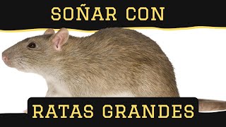 Qué Significa SOÑAR con RATAS Grandes y Gordas [upl. by Nnayr787]