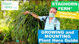 All About STAGHORN FERN Growing Guide and How to MOUNT Platycerium Bifrucatum Care [upl. by Gerda440]