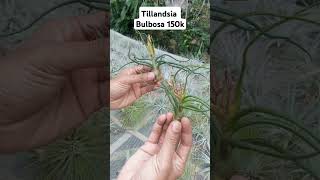 Wa 083195571146 lofi tillandsia tanamanhias airplants [upl. by Aleece]