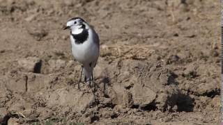 Codobatură albă Motacilla alba [upl. by Amapuna]