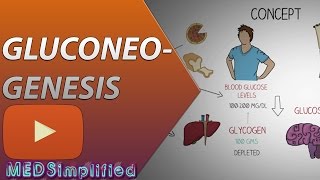 Gluconeogenesis Pathway Made Simple  BIOCHEMISTERY [upl. by Kusin]