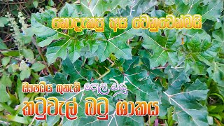 කටුවැල්බටු ශාකය  Solanum virginianum  Prickly pear plant  noumber28 youtube channel [upl. by Leunamne]