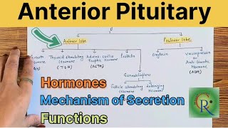 Anterior Pituitary Gland in hindi l Hormones l Mechanism of regulation l Function [upl. by Rebecka]