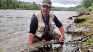 Salmon fishing on the Gaula river 2017  Catch and release beat Evjen [upl. by Crispas]