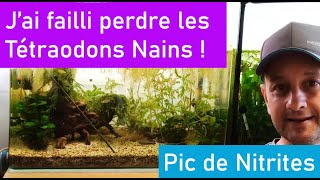 Pic de Nitrites en Aquarium comment le gérer [upl. by Nal]